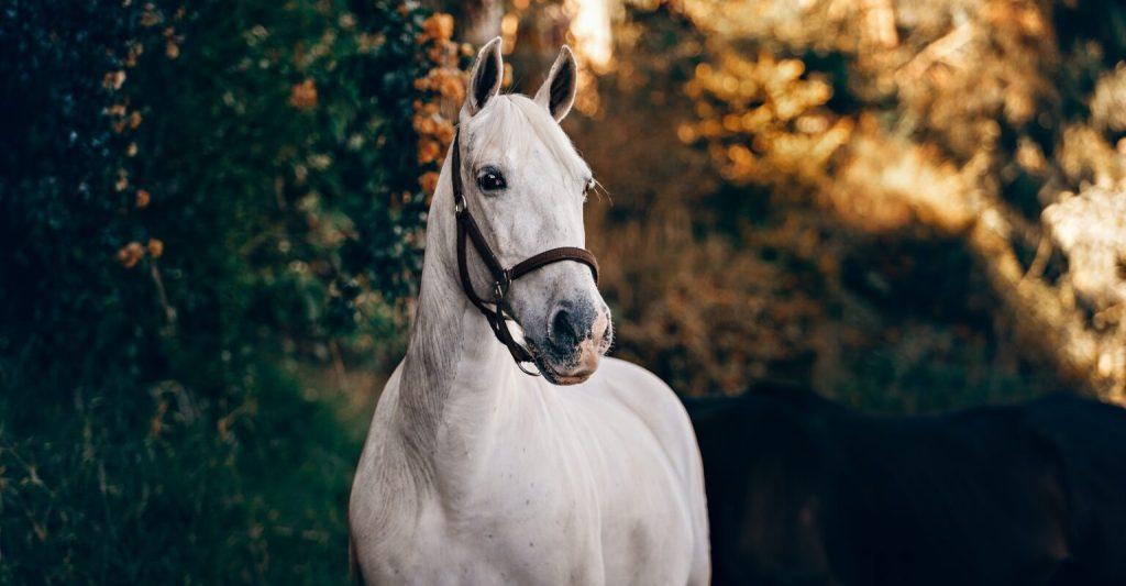 Benefits of CBD for Horses article featured on Petcan blog