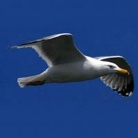 SEO Services Bristol logo